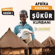 Afrika Şükür Kurbanı Koyun